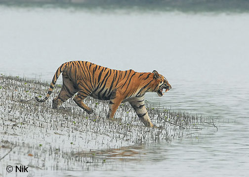 The Sundarbans mangrove forest has probably one of the largest populations of wild tigers left in the world.