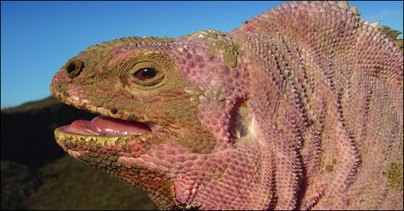 The pink iguana lives exclusively on the Wolf Volcano, the highest on the islands.