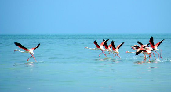  Flamingos: Copyright EAD-Suaad Al Harthi. 