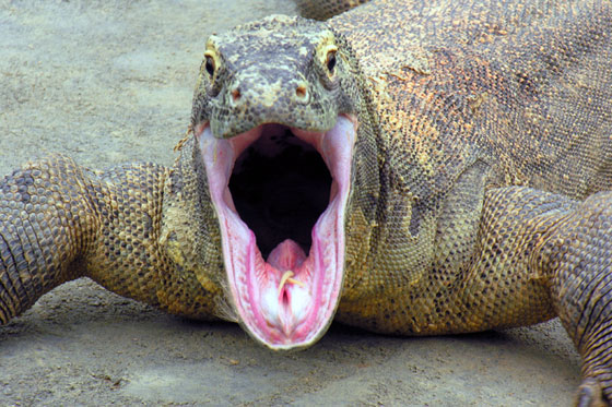 The Komodo dragon is found in the Indonesian islands of Komodo, Rinca, Flores, Gili Motang and Gili Dasami. The Komodo dragon is found in the Indonesian islands of Komodo, Rinca, Flores, Gili Motang and Gili Dasami.