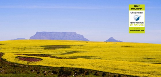 Table Mountain is one of the New7Wonders of Nature and the natural home to fynbos, a unique, endangered, collection of shrubs and plants.