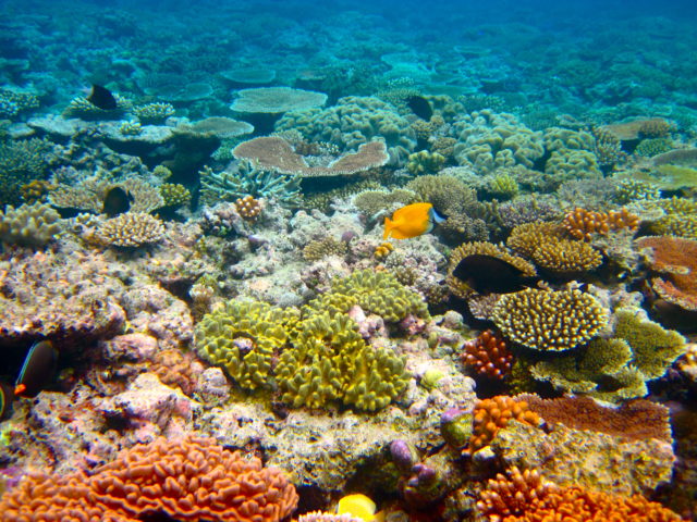 Great Barrier Reef | New7Wonders of Nature