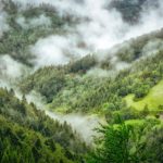 black-forest-1476021_1920-